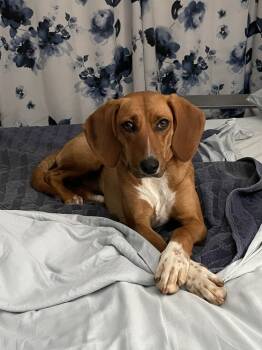 Rescue Hound Dogs for Adoption in Youngsville, North Carolina - Shelby | PetCurious