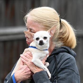Chihuahua Dogs Available for Adoption in Chester Springs, Pennsylvania - Bella Ella | PetCurious