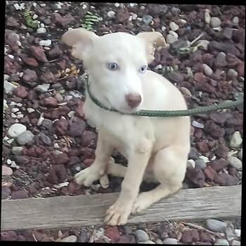 Casey Cleo -  Australian Shepherd and Retriever Dog for Adoption in Thompson Falls, Montana - Casey Cleo | PetCurious