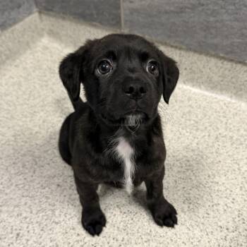 Chloe -  Mixed Breed Dog for Adoption in Cooperstown, New York - Chloe | PetCurious