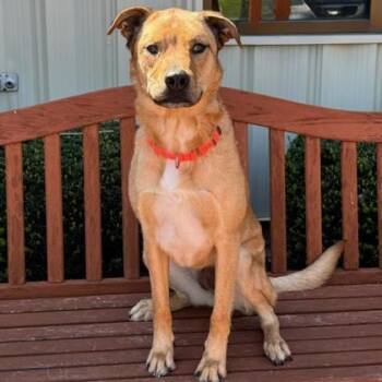 Mixed Breed Dogs Available for Adoption in Quincy, Illinois - Luna | PetCurious
