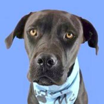 Panther - URGENT -  Labrador Retriever Dog for Adoption in Thousand Oaks, California - Panther - URGENT | PetCurious