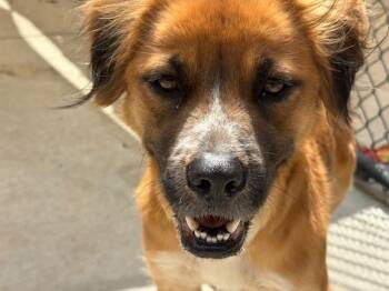 Golden Retriever and Mixed Breed Dogs Available for Adoption in Tulsa, Oklahoma - MAISE | PetCurious