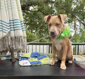 Benny -  Labrador Retriever and Terrier Dog for Adoption - Benny | PetCurious
