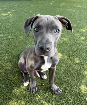 Westin -  Mixed Breed Dog for Adoption in Nashville, Tennessee - Westin | PetCurious