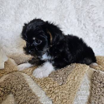 White Paws -  Yorkshire Terrier Dog for Sale in Lancaster, California - White Paws | PetCurious