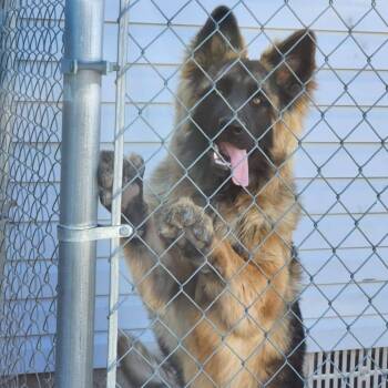 German Shepherd Dog Dogs Available for Adoption in Tacoma, Washington - Rocky | PetCurious