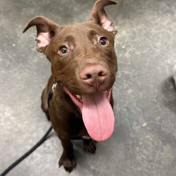 Mowgli -  Pit Bull Terrier and Mixed Breed Dog for Adoption in Evensville, Tennessee - Mowgli | PetCurious