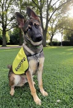 Kooger -  German Shepherd Dog and Husky Dog for Adoption in Olympia, Washington - Kooger | PetCurious