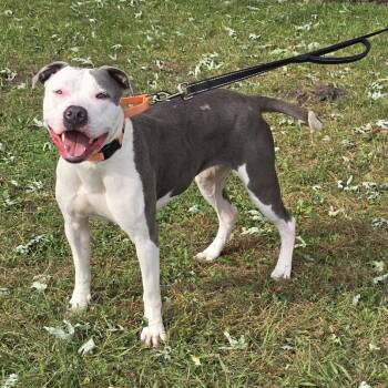 Rescue American Bully Dogs for Adoption in Waterloo, Iowa - Kristy | PetCurious