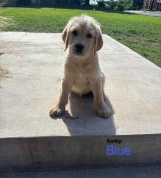 Labradoodle Dogs Available for Adoption in Deerfield, Wisconsin - Kerby | PetCurious