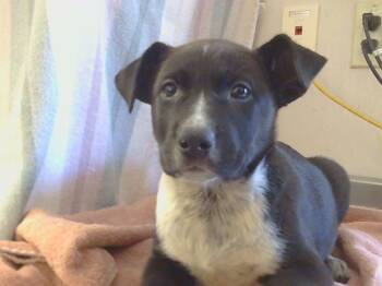 Rescue Australian Cattle Dog Blue Heeler and Border Collie Dogs for Adoption in Sacramento, California - MAY | PetCurious