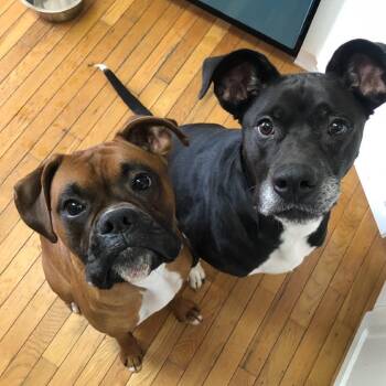 Apollo 22713 -  Boxer and Labrador Retriever Dog for Adoption in Cumming, Georgia - Apollo 22713 | PetCurious