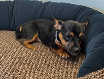 Princess-2yo 13lb Good Girl! -  Chihuahua Dog for Adoption in Fort Myers, Florida - Princess-2yo 13lb Good Girl! | PetCurious
