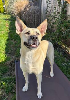 Monroe -  Shepherd Dog for Adoption in Santa Monica, California - Monroe | PetCurious