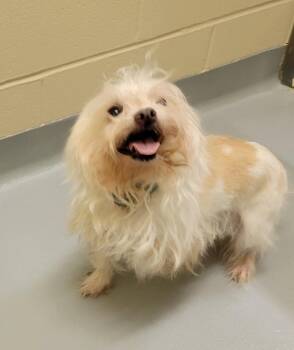Champ -  Chihuahua Dog Available for Adoption in Mason City, Iowa - Champ | PetCurious