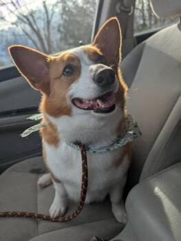 Corgi Dogs Available for Adoption in Mount Morris, Michigan - Honey | PetCurious
