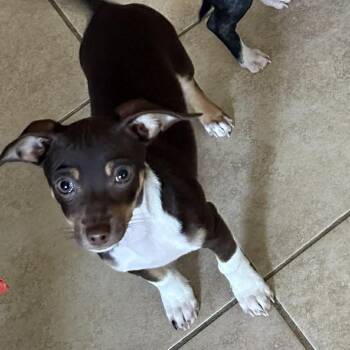 Chihuahua Dogs Available for Adoption in Kempner, Texas - Biscoff | PetCurious