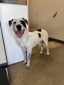 Pit Bull Terrier and Pointer Dogs Available for Adoption in Ontario, California - OLLIE | PetCurious