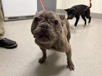 French Bulldog Dogs Available for Adoption in Auburn, California - ROUSEY | PetCurious