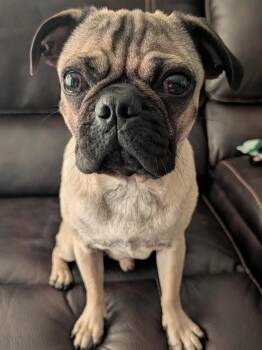Sage -  Pug Dog for Adoption in Seattle, Washington - Sage | PetCurious