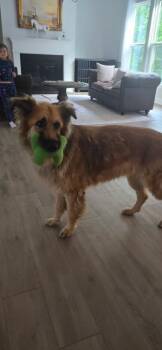 Gunnar -  German Shepherd Dog and Golden Retriever Dog for Adoption in Sharpsburg, Georgia - Gunnar | PetCurious