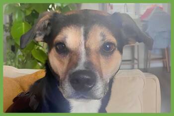 Rescue Hound and Australian Cattle Dog Blue Heeler Dogs for Adoption in Amherst, Massachusetts - Koko | PetCurious