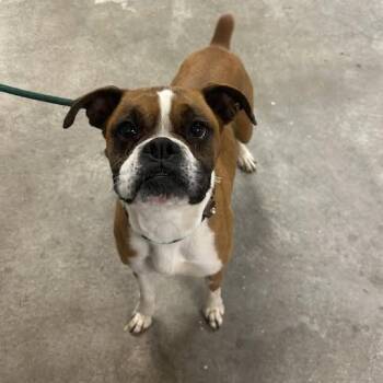 Boxer Dogs Available for Adoption in Ottawa, Kansas - Wilma | PetCurious