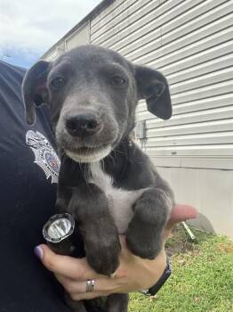 JINU -  Pit Bull Terrier and Mixed Breed Dog for Adoption in Oklahoma City, Oklahoma - JINU | PetCurious