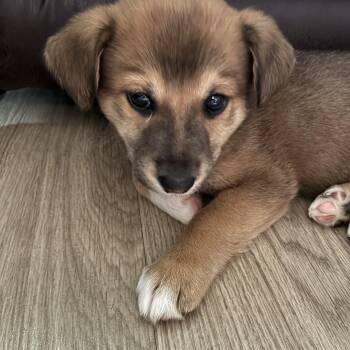 Sapphire -  Australian Shepherd Dog for Adoption in Mobile, Alabama - Sapphire | PetCurious