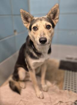 Rescue German Shepherd Dog and Mixed Breed Dogs for Adoption in Houston, Texas - ELTON | PetCurious