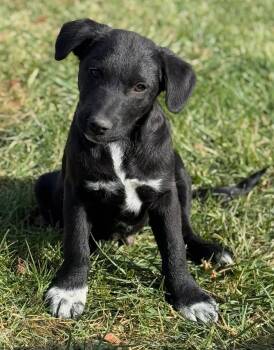 Rescue Border Collie and Mcnab Dogs for Adoption in Bend, Oregon - Mittens | PetCurious