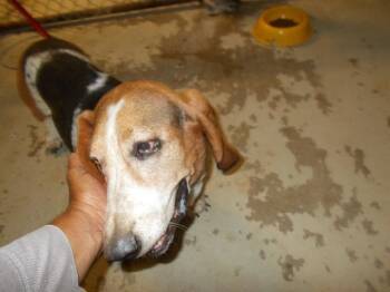 Rescue Basset Hound Dogs for Adoption in Winnsboro, South Carolina - 204 FOREST LAKE CIRCLE GREATFALL | PetCurious