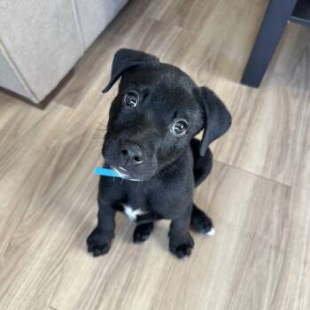 Black Labrador Retriever Dogs Available for Adoption - Silas | PetCurious