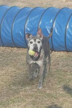 Pit Bull Terrier Dogs Available for Adoption - Kat (Katerina)  | PetCurious