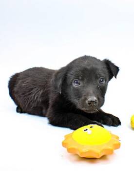 Rottweiler and Catahoula Leopard Dog Dogs Available for Adoption in Morton Grove, Illinois - Earth | PetCurious