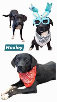 Black Labrador Retriever Dogs Available for Adoption in Manhattan, Kansas - Huxley | PetCurious