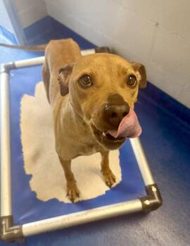 Terrier Dogs Available for Adoption in Lancaster, South Carolina - Harley | PetCurious