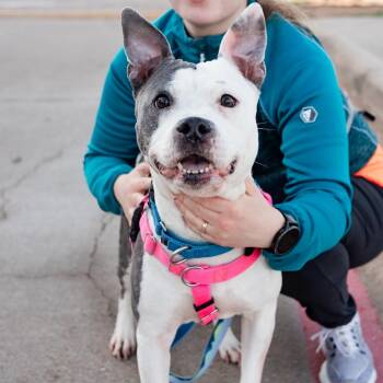 Pit Bull Terrier Dogs Available for Adoption in Ferndale, Washington - Savannah  | PetCurious