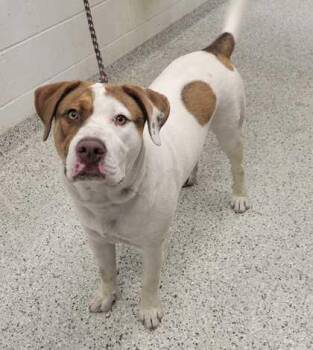Speedy -  Mixed Breed Dog for Adoption in Kansas City, Missouri - Speedy | PetCurious