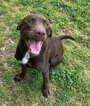 Labrador Retriever Dogs Available for Adoption in Little Rock, Arkansas - Kaine | PetCurious