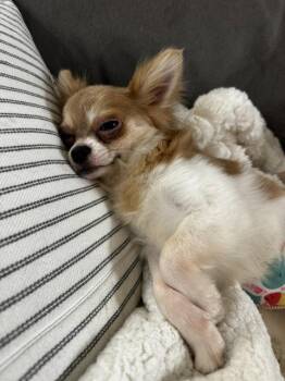 Shay -  Chihuahua and Pomeranian Dog Available for Adoption in Grafton, Wisconsin - Shay | PetCurious