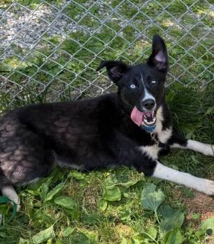 Juno -  Mixed Breed Dog for Adoption in Hyde Park, New York - Juno | PetCurious