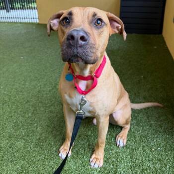 Leo -  Rhodesian Ridgeback and Mixed Breed Dog for Adoption in West Palm Beach, Florida - Leo | PetCurious