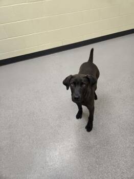 Labrador Retriever and Mixed Breed Dogs Available for Adoption in Albertville, Alabama - Kane | PetCurious