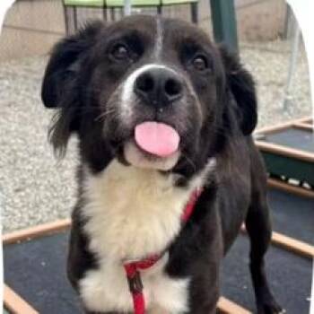 Aladdin -  Border Collie and Mixed Breed Dog for Adoption in Mooresville, North Carolina - Aladdin | PetCurious