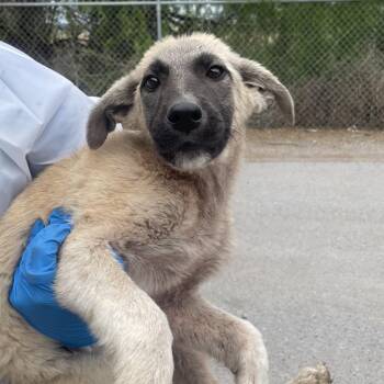 Shepherd Dogs Available for Adoption - Bucko | PetCurious