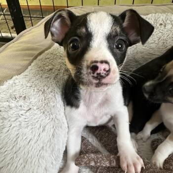 Blake -  Mixed Breed Dog for Adoption in Dekalb, Illinois - Blake | PetCurious