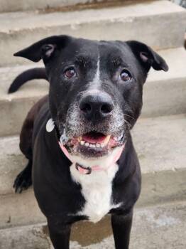 Black Labrador Retriever Dogs Available for Adoption in Peru, Illinois - Vivi | PetCurious