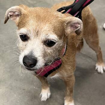 Chihuahua Dogs Available for Adoption - Chloe | PetCurious